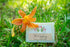 THE LILY GARDEN 5 oz. ~ FARM TO TABLE SOAP SLICE